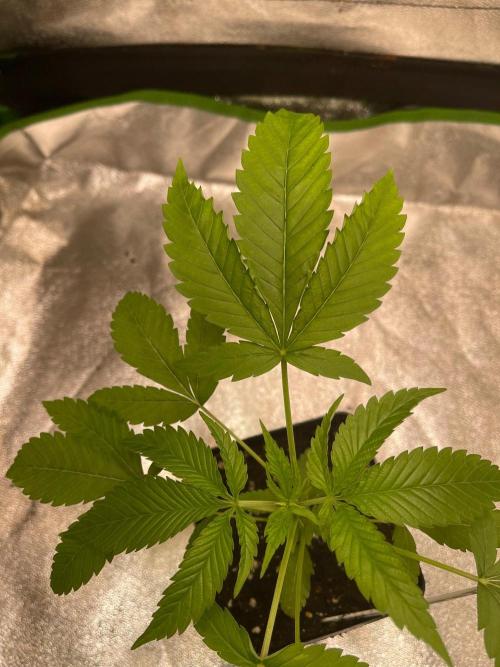 Apple Blossom. Week 5 - Just moved into a tent 