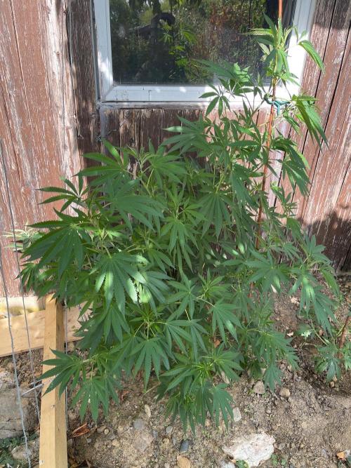 HomeKing. Week 7