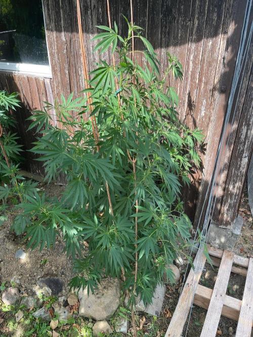 Sticky Broccoli . Week 7