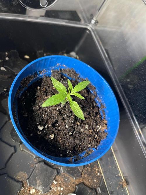 Pink Runtz. Week 2 - Just growing 