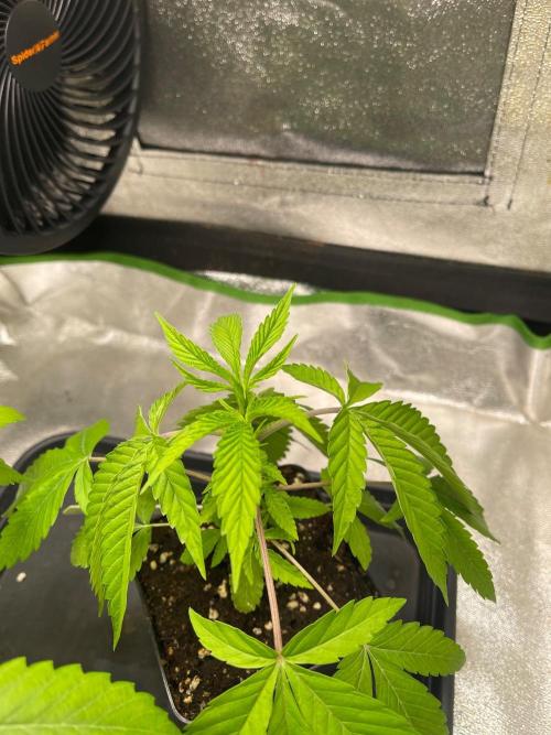 Apple Blossom. Week 6 - Just growing 