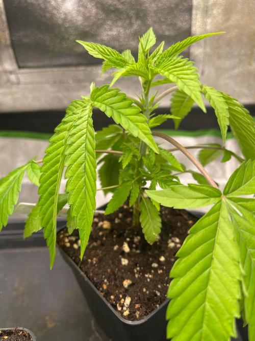Apple Blossom. Week 6 - Just growing 