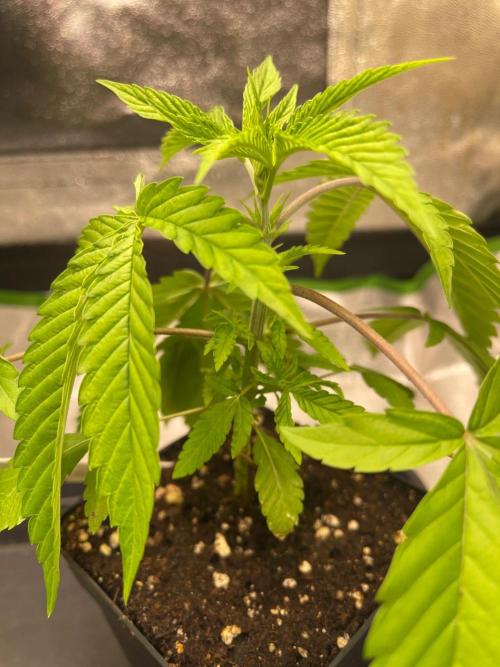 Apple Blossom. Week 6 - Just growing 