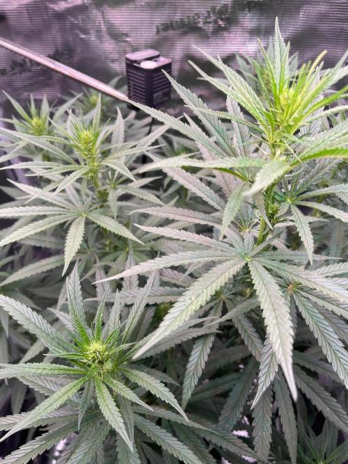 The White Sweet Candy OG One. Week 11 - Flowers 