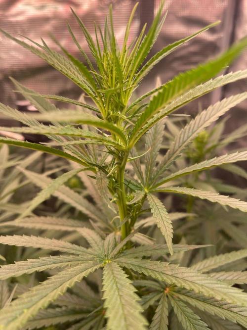 The White Sweet Candy OG One. Week 11 - Beautiful 