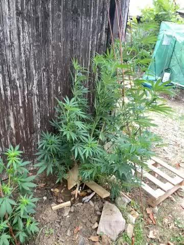 Sticky Broccoli II