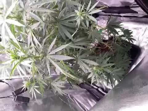 The White Sweet Candy OG One
