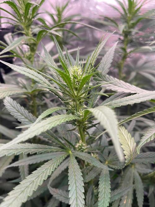 The White Sweet Candy OG One. Week 12 - Bud