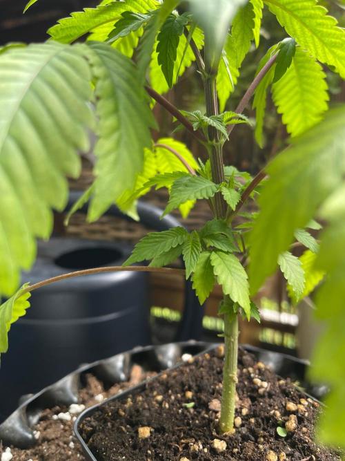 Apple Blossom. Week 7 - Purple looks nice 