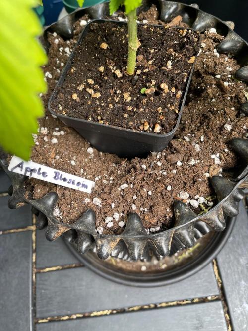 Apple Blossom. Week 7 - Airpot time