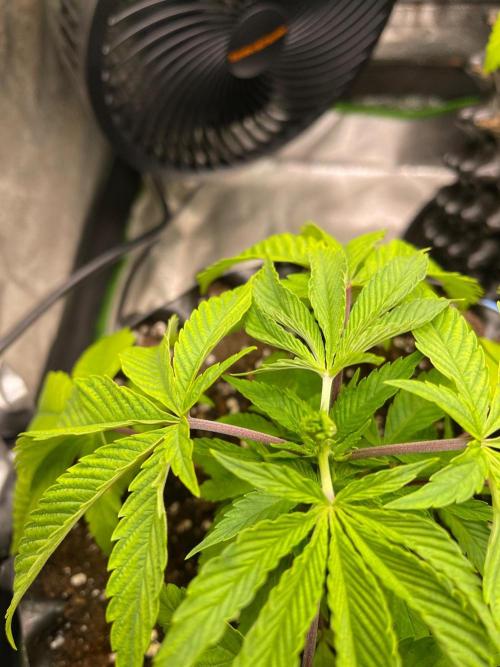 Apple Blossom. Week 7