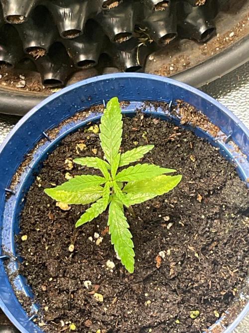 Pink Runtz. Week 2 - Just growing