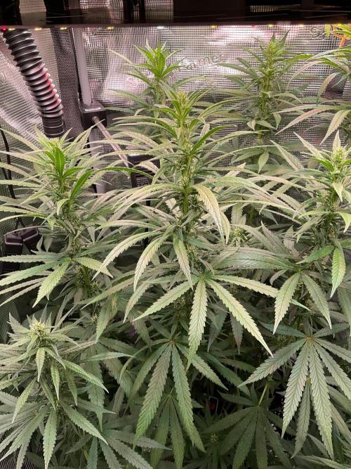 The White Sweet Candy OG One. Week 13 - Just Buds