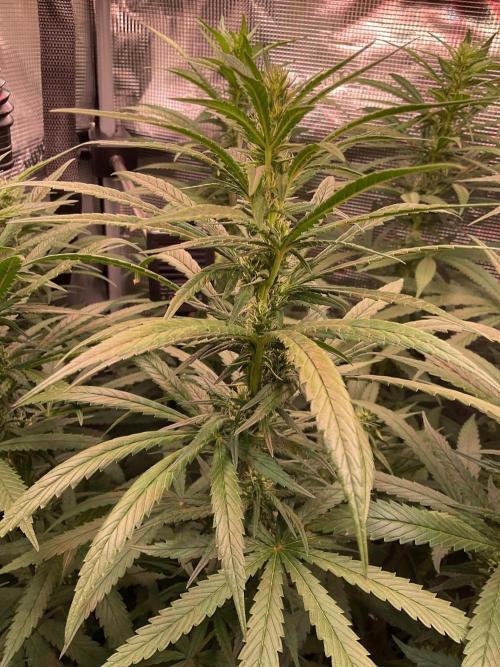 The White Sweet Candy OG One. Week 13 - Flowering