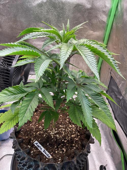 Apple Blossom. Week 8