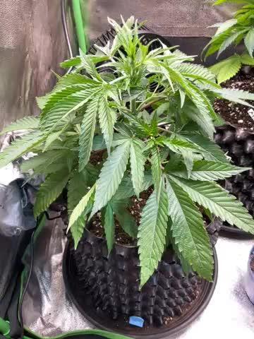 Apple Blossom. Week 8