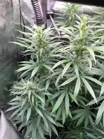 The White Sweet Candy OG One