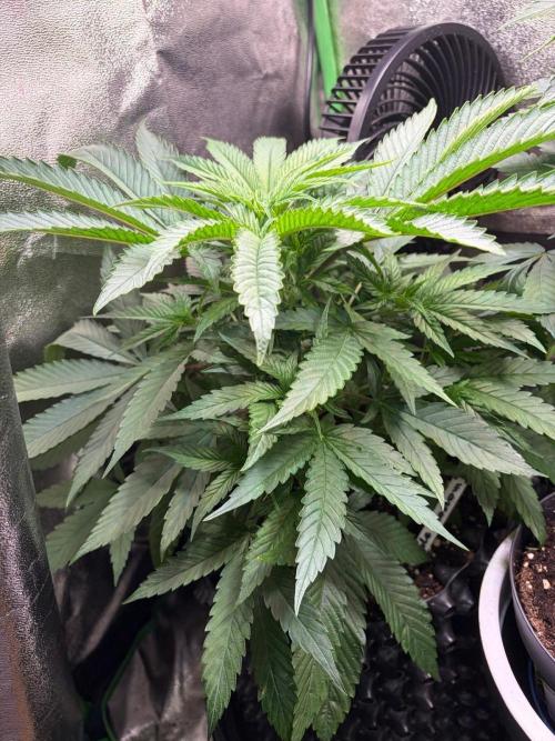 Apple blossom II. Week 8 - Growing 