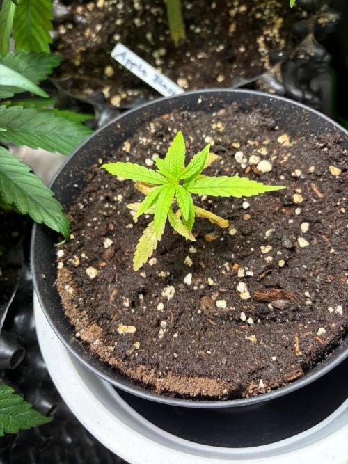 Pink runtz. Week 3