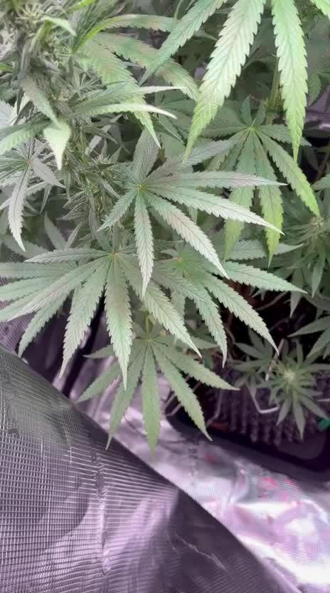 The White Sweet Candy OG One