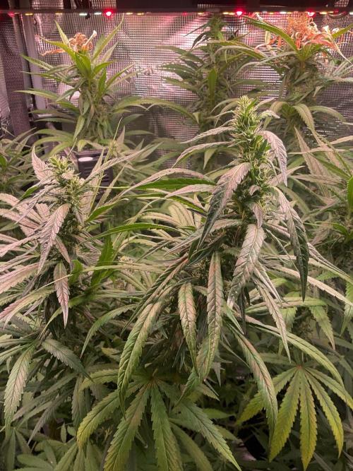 The White Sweet Candy OG One. Week 14 - Different 