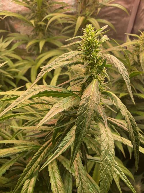 The White Sweet Candy OG One. Week 14 - Bud