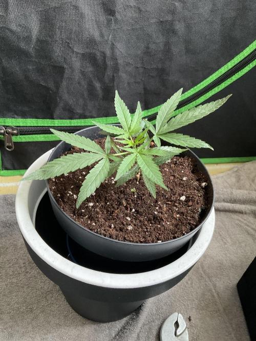 Pink runtz. Week 4