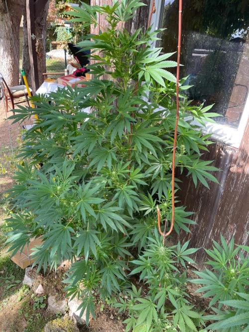 HomeKing. Week 8