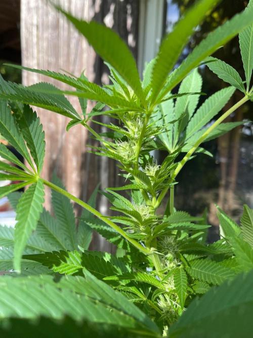 HomeKing. Week 8
