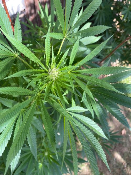 HomeKing. Week 8