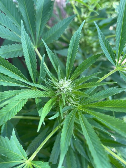 HomeKing. Week 8