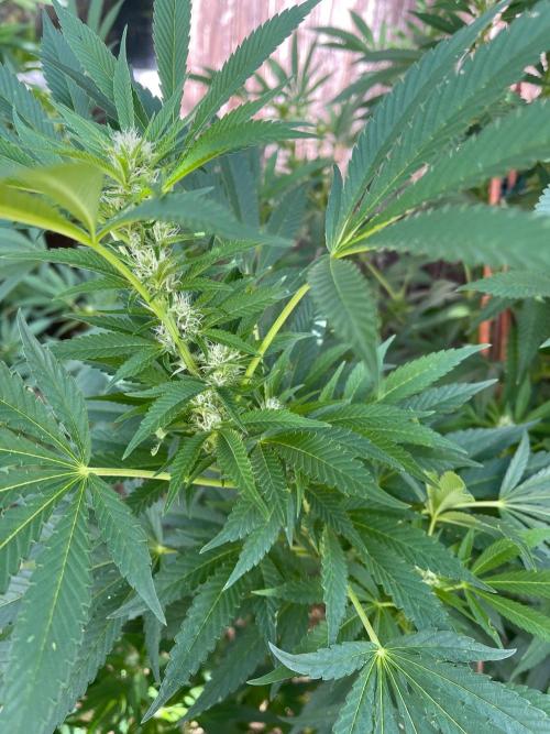 Sticky Broccoli II. Week 8 - Love 