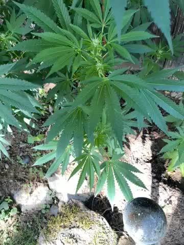 Sticky Broccoli