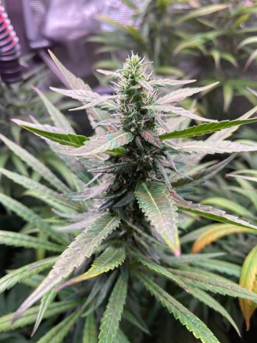 The White Sweet Candy OG One. Week 16 - Just flowering 