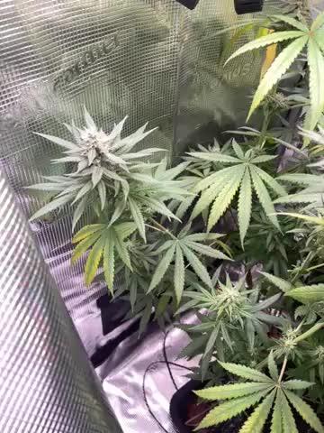 The White Sweet Candy OG One