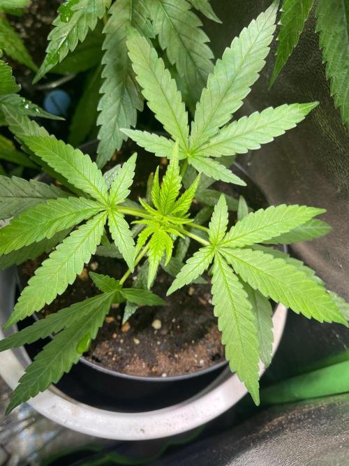 Pink runtz. Week 5