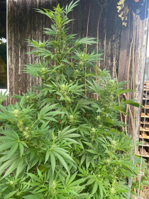 Sticky Broccoli. Week 10 - Completely flowering 