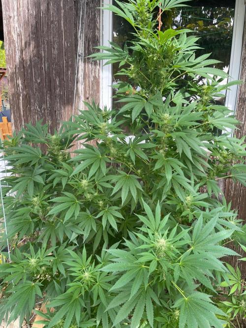 Sticky Broccoli II. Week 10 - Completely flowering