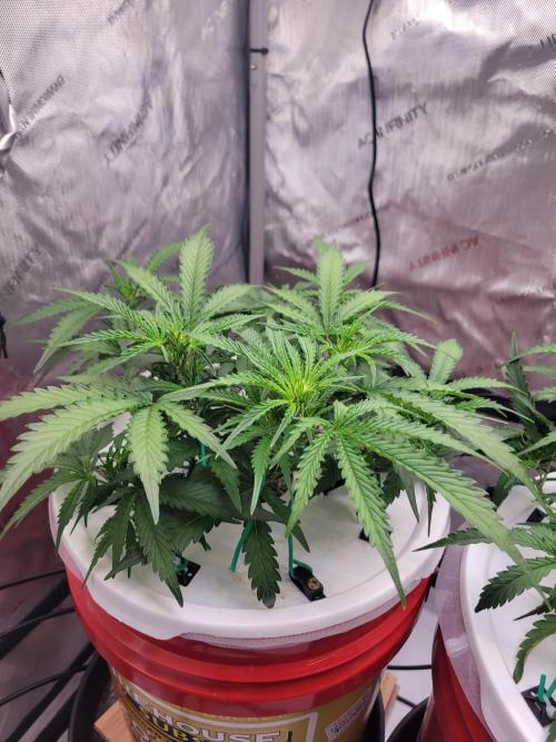 Blackout Auto. Week 5