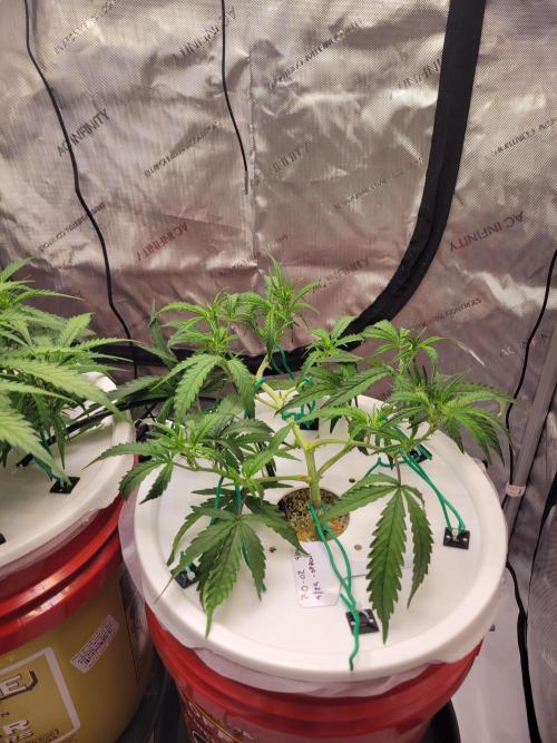 Blackout Auto. Week 5