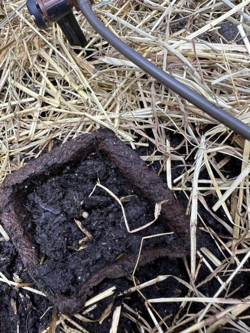 Vol. 1 - TerpFokus. Week 0 - Plazierter Samen