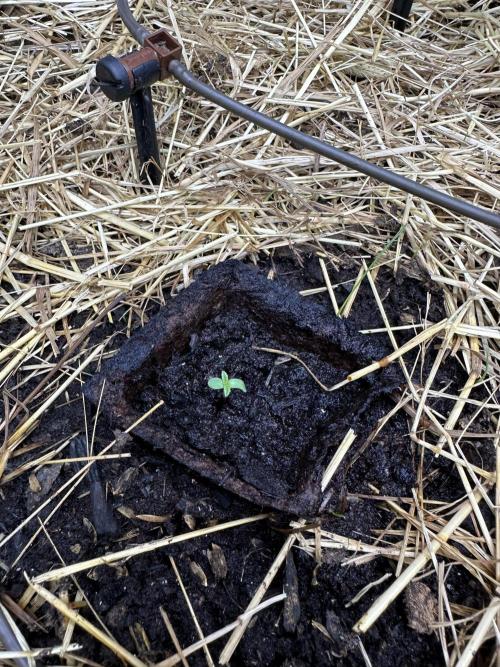 Vol. 1 - TerpFokus. Week 0 - Mitläufer - zweiter gekeimter Samen