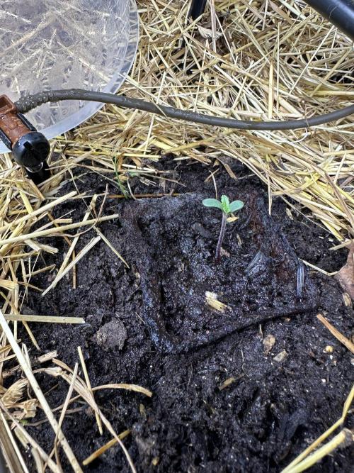 Vol. 1 - TerpFokus. Week 0 - Klassenprimus - erster gekeimter Samen