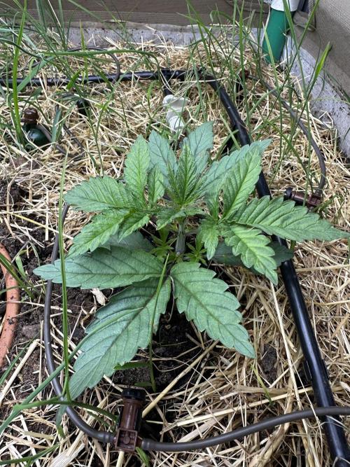 Vol. 1 - TerpFokus. Week 1