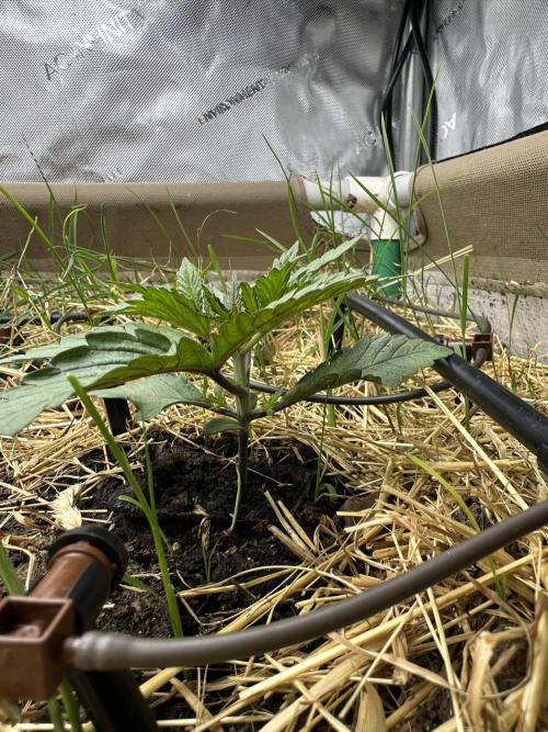 Vol. 1 - TerpFokus. Week 1