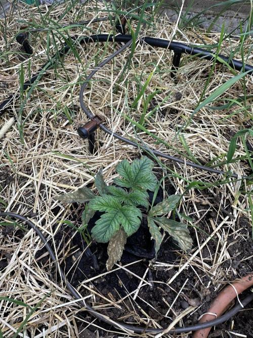 Vol. 1 - TerpFokus. Week 1