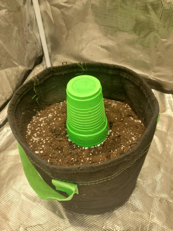 Frostbanger. Week 0 - Day 1 germination 