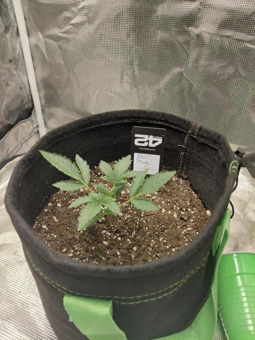 Frostbanger. Week 1 - 11/30/2025