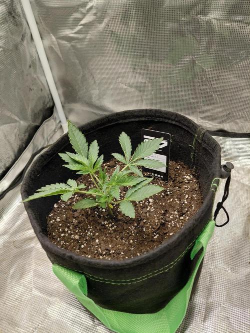 Frostbanger. Week 1 - 12/2/2025