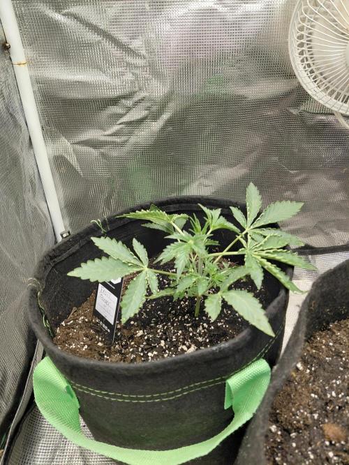 Frostbanger. Week 1 - 12/4/2025